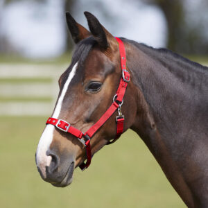 Bitz Everyday Adjustable Headcollar Red – Pony