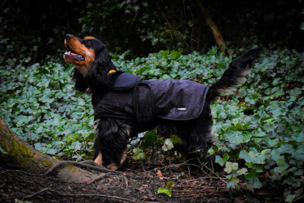 Whitaker Sydney Dog Coat  Black Camo – Xsmall